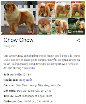 Giới thiệu giống chó Chow Chows