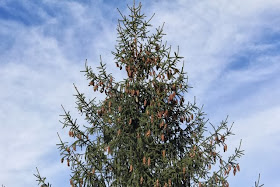 photo of pine tree heavy with cones