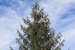 photo of pine tree heavy with cones