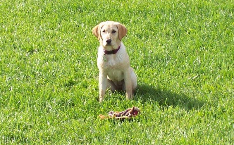 little yellow lab sitting in the grass, looking straight at camera, she has very similar coloring to cabana's, light yellow with darker golden ears