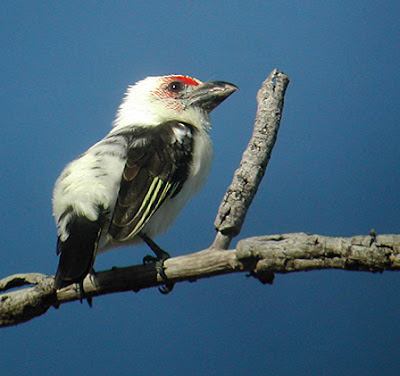 barbudo de Chaplin Lybius chaplini