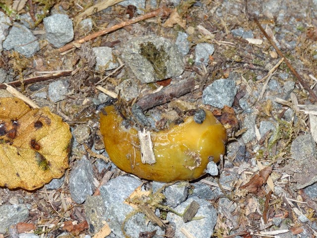DSC05721