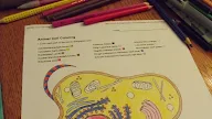 Animal Cell Structure Matching Exercise / Https Docshare02 Docshare Tips Files 26531 265313629 Pdf / Maybe you would like to learn more about one of these?