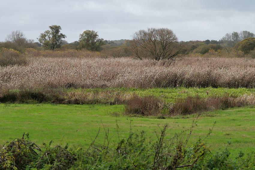 Le marais de Gannedel en automne