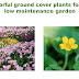  Colorful ground cover plants for the low maintenance garden