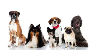 10 Most Popular Dog Breeds in the US