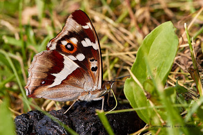 Apatura iris