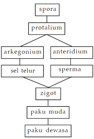 pergiliran keturunan paku