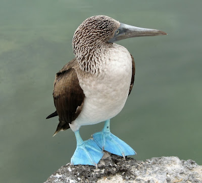 Imagen ave con patas azules