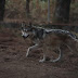 Ejemplar de lobo gris mexicano es localizado sano y salvo