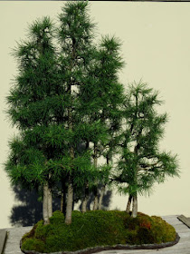 bonsai larch