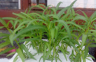 Spesial 10+ Pot Tanaman Dari Paralon