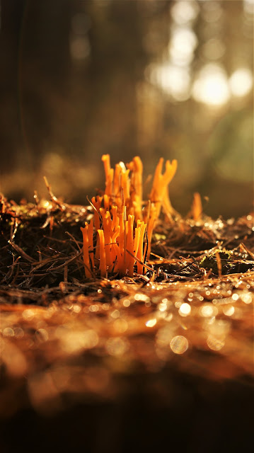 5 mooiste foto's van het kleverige koraalzwammetje in het bos