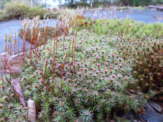 Exemples de sporophytes de mousses