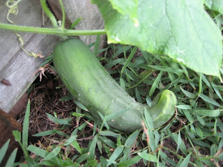 cucumber