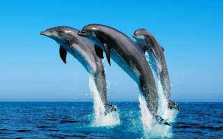 3 Dolphins Jumping Ocean HD Wallpaper
