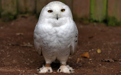 foto de búho blanco