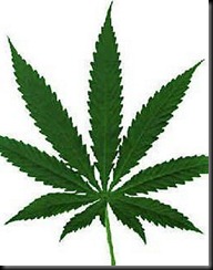 28_mvg_viv_maconha32432