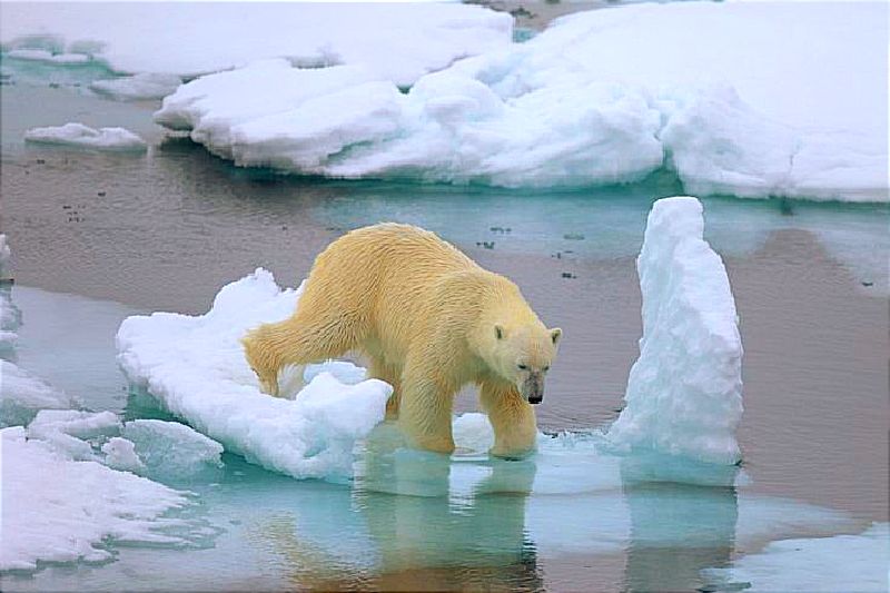 Los osos polares descubiertos en Groenlandia son genéticamente distintos