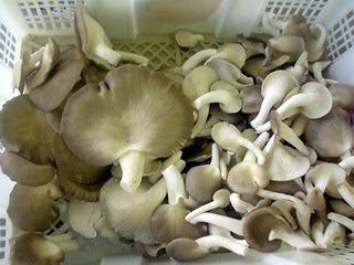 mushroom benefit for our healthy