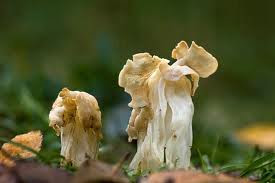 Helvella crispa