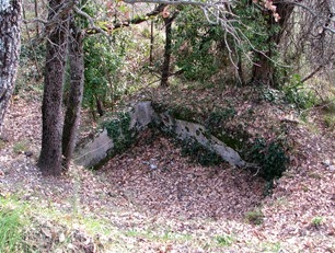 A woodsy walk 20