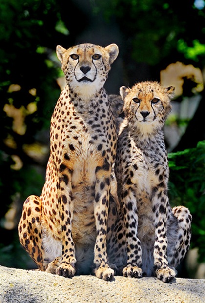 BEST ZOO - 2