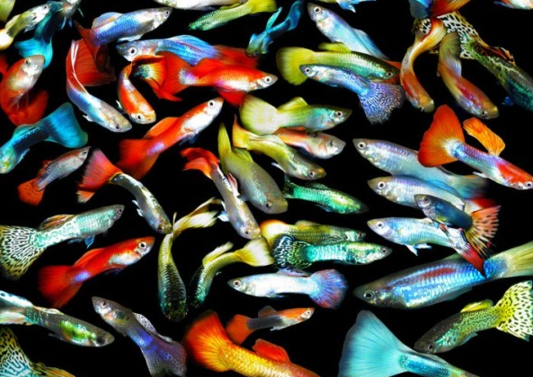 40 Jenis Ikan Hias Aquarium Air Tawar  yang Mudah Dipelihara