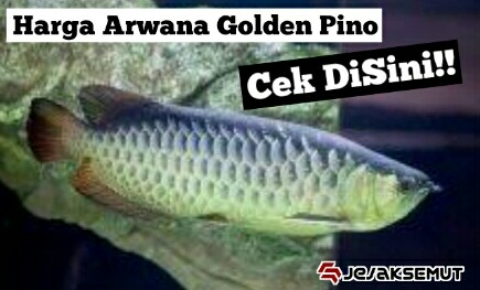 10 Daftar Harga Ikan Arwana Golden Pino Terbaru 2022 