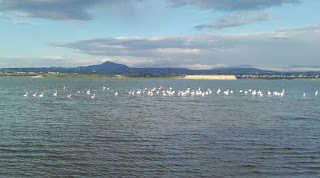 flamingoes in Larnaka Salt Lake