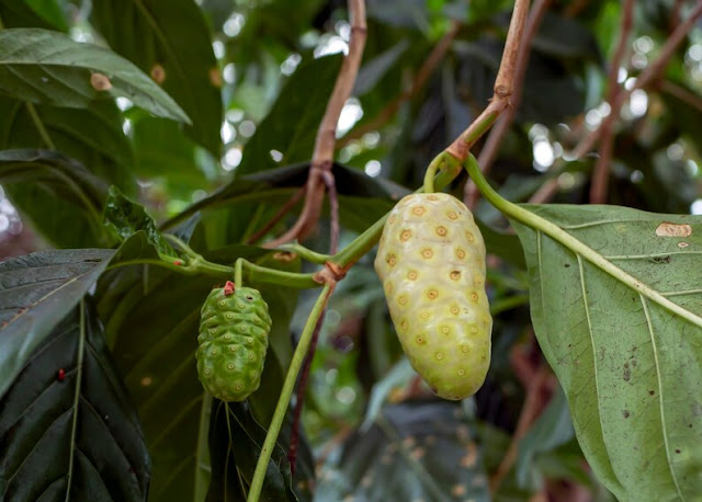 Manfaat Luar Biasa dari Buah Mengkudu untuk Kesehatan