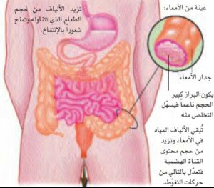 الأمعا الغليظة