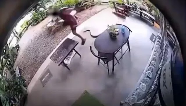 Cobra invade casa e persegue morador; veja o vídeo