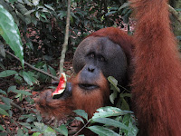 bukit lawang sumatra