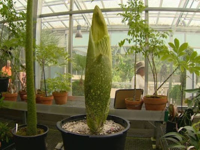 Why Is It Called a Corpse Flower?