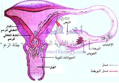 الإخصاب فى الإنسان