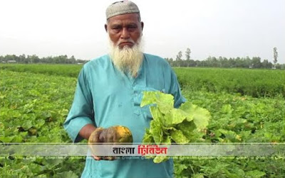 মিষ্টিকুমড়া ক্ষেতে ভাইরাসের প্রকোপ, কৃষক ও মৌচাষিরা বিপাকে by জাকির মোস্তাফিজ মিলু