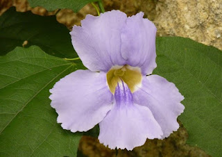 El Mariposario de Benalmádena.