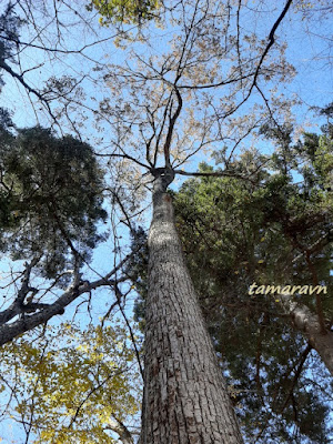 Липа амурская (Tilia amurensis)