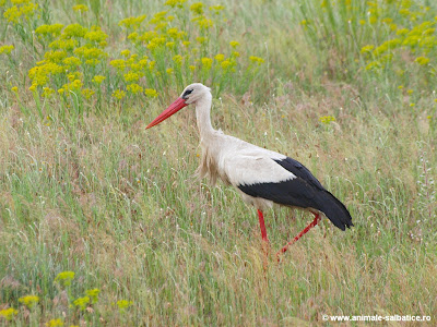 barza alba