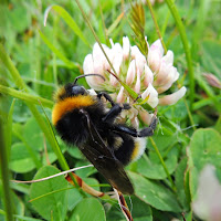 Cuckoo bumblebee bombus vestalis on clover, bumblebee biological taxonomy - organization or hierarchical classification, bumblebees, cuckoo bumblebees, genus bombus, the bumblebees are classified into 15 different generes and in turn these genres more than 250 different species belong,  bumblebee biological  taxonomy organization  or hierarchical  classification  source: wikimedia commons currently the cuckoo bumblebees belong to the subgenus psithyrus and belong to the genus bombus turn, but were previously classifed in other genres.   But several recent taxonomic studies, supporting its classification within the genus bombus. Bumblebee biological taxonomy organization hierarchical classification, http://althox.blogspot.com/2014/05/Bumblebee-Biological-Taxonomy-Organization-Hierarchical-Classification.html