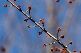 maple buds swelling red