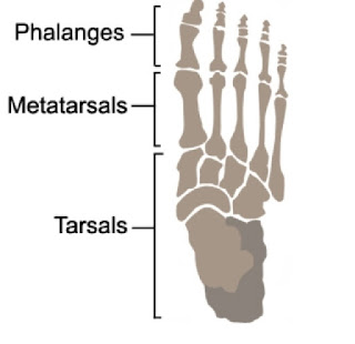 tulang kaki manusia