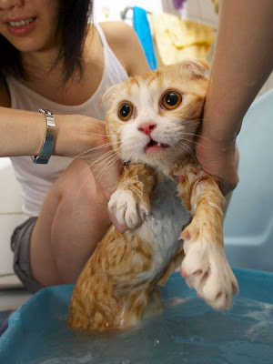 wet cat