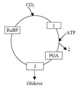 Image result for siklus calvin benson reduksi pada nomor