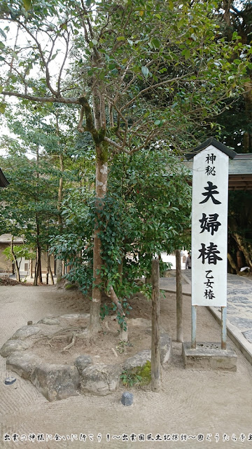 八重垣神社　夫婦椿　乙女椿