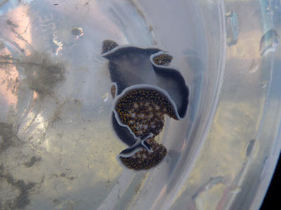 Flatworm (Acanthozoon sp.)