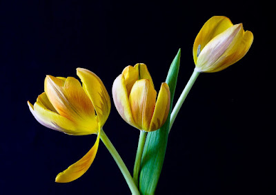 Vibrant tulips