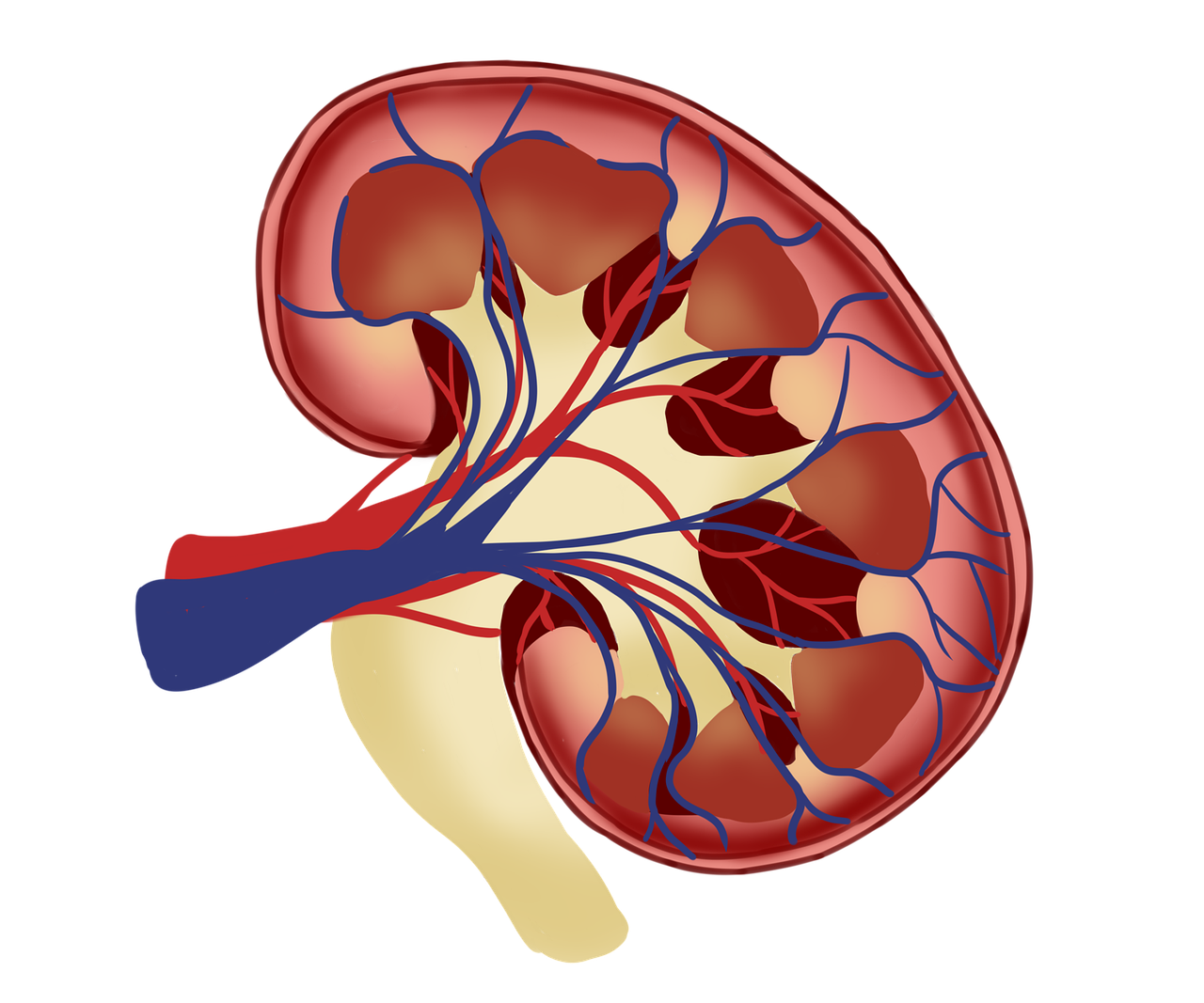 Creatine and Kidney Health: Navigating the Nexus