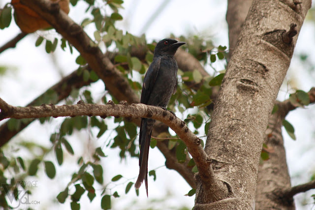 Black Drongo